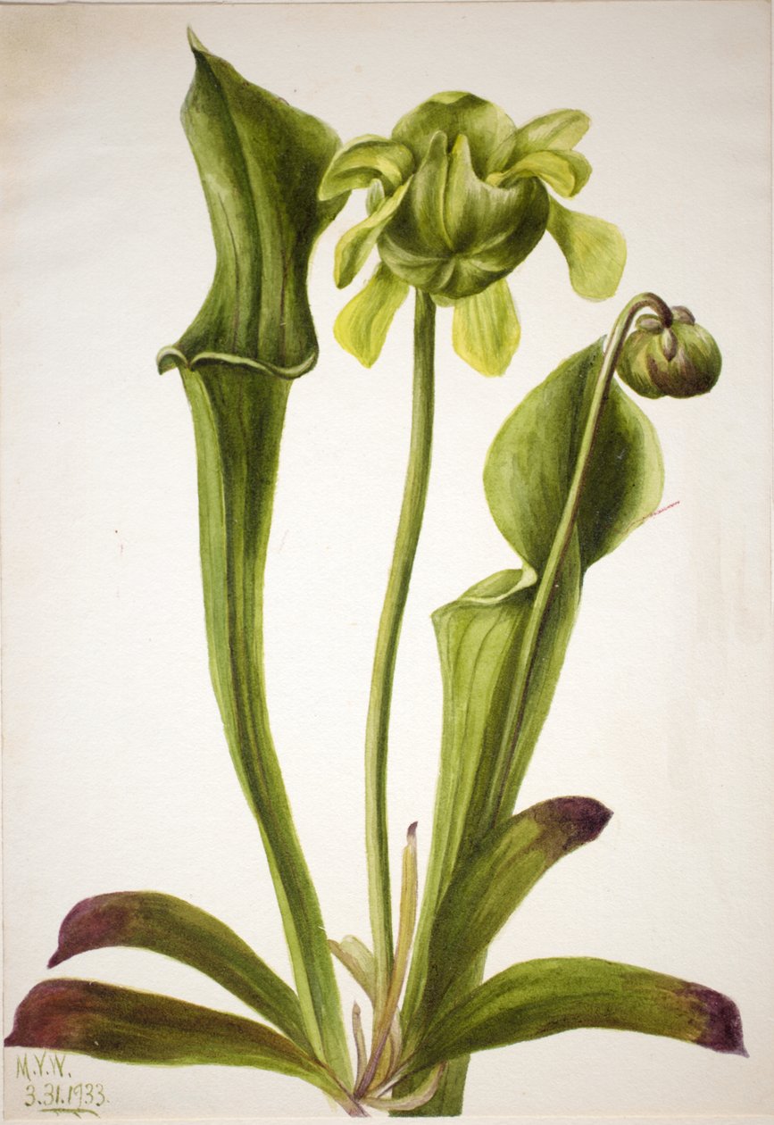 Sarracénie verte Sarracenia orephila, 1933 - Mary Vaux Walcott