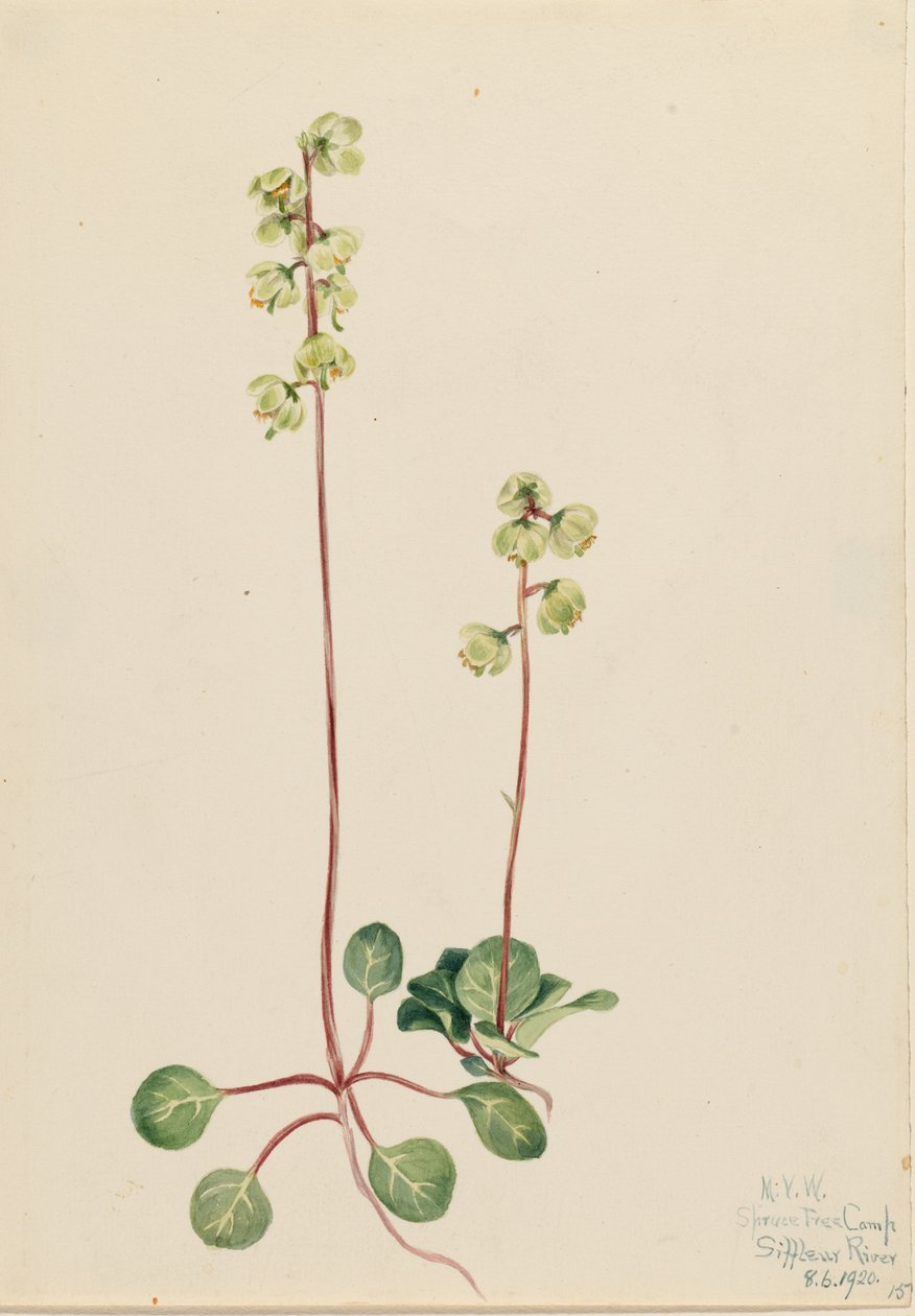 Pyrola vert (Pyrola chlorantha) - Mary Vaux Walcott