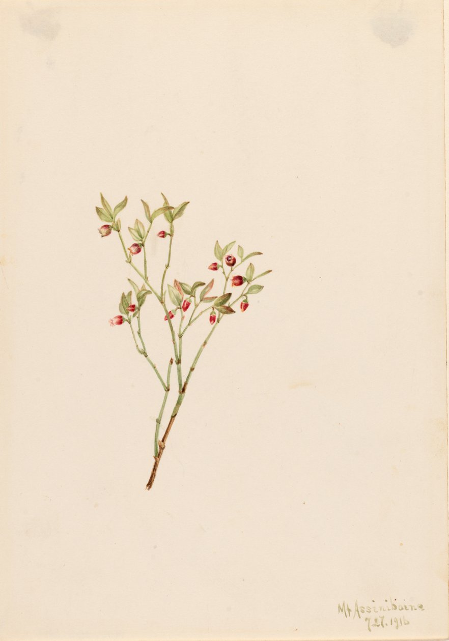Grouse Whortleberry Vaccinum scoparium, 1916 - Mary Vaux Walcott