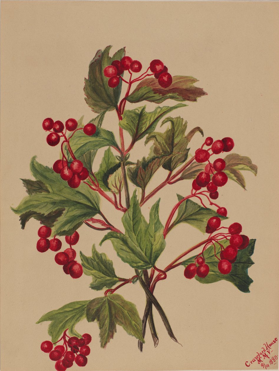 Viburnum americanum (Viburnum americanum) - Mary Vaux Walcott