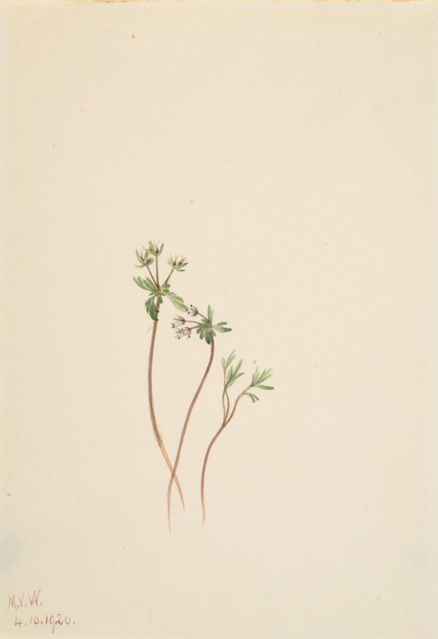 Précurseur du printemps - Mary Vaux Walcott
