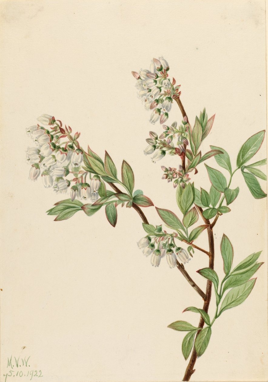Myrtille en corymbe (Vaccinium corymbosum) - Mary Vaux Walcott