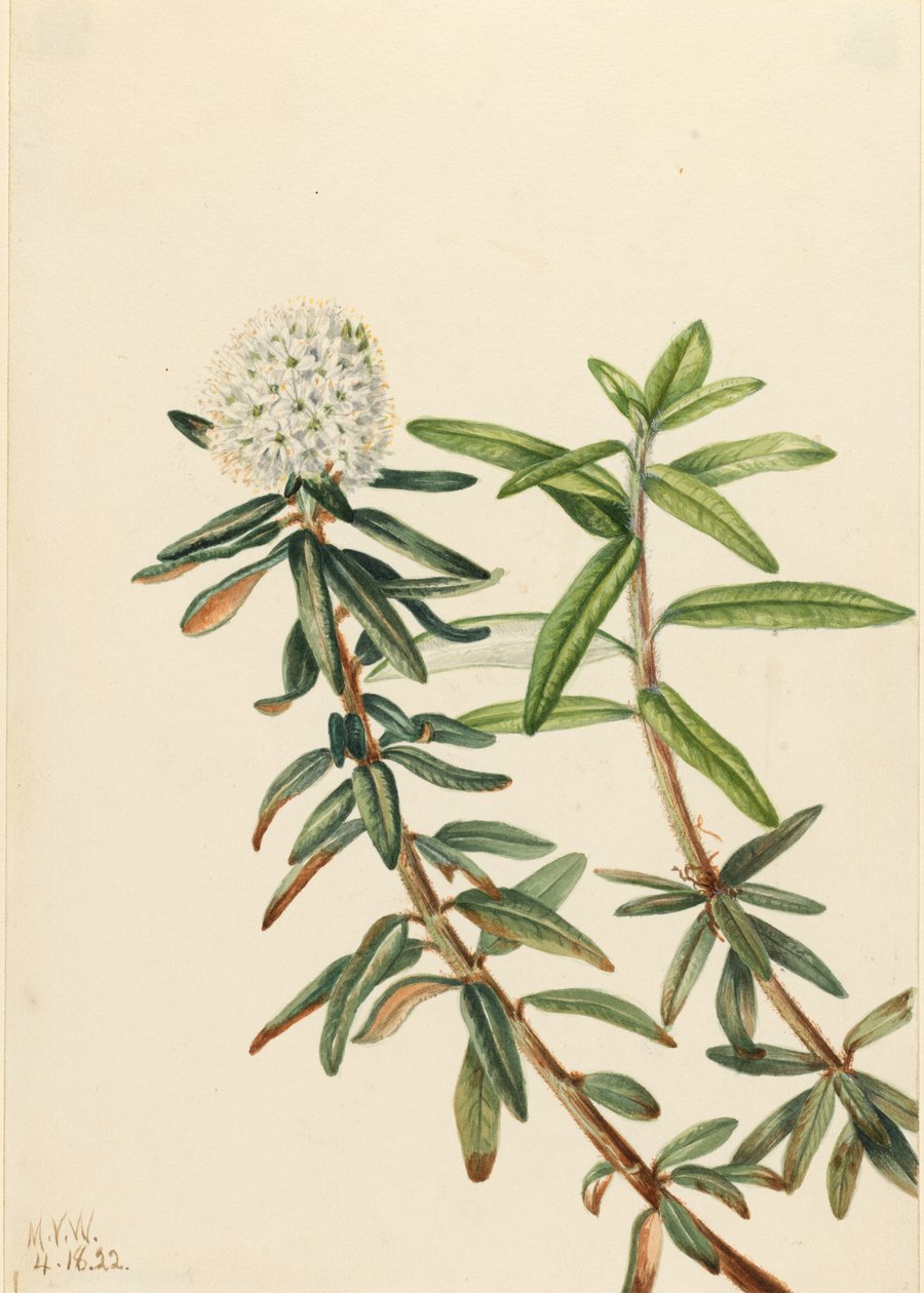 Thé du Labrador (Ledum groenlandicum) - Mary Vaux Walcott