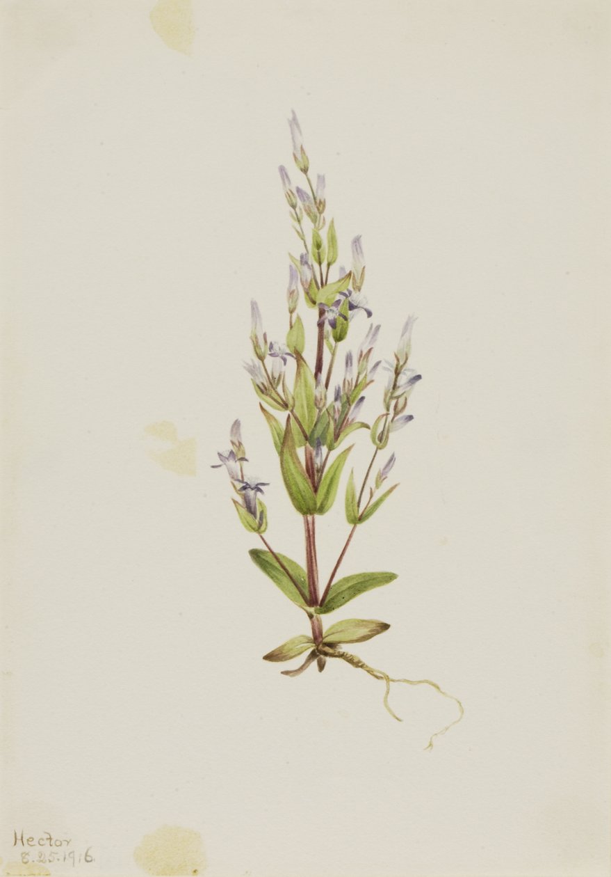 Gentiane échelle Gentiana acuta - Mary Vaux Walcott