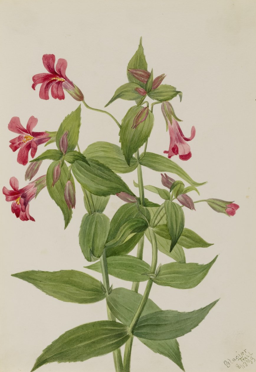 Fleur de singe de Lewis (Mimulus lewisii) - Mary Vaux Walcott