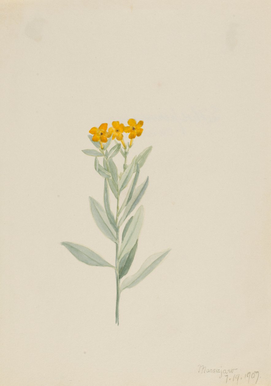 Lithospermum canescens - Mary Vaux Walcott