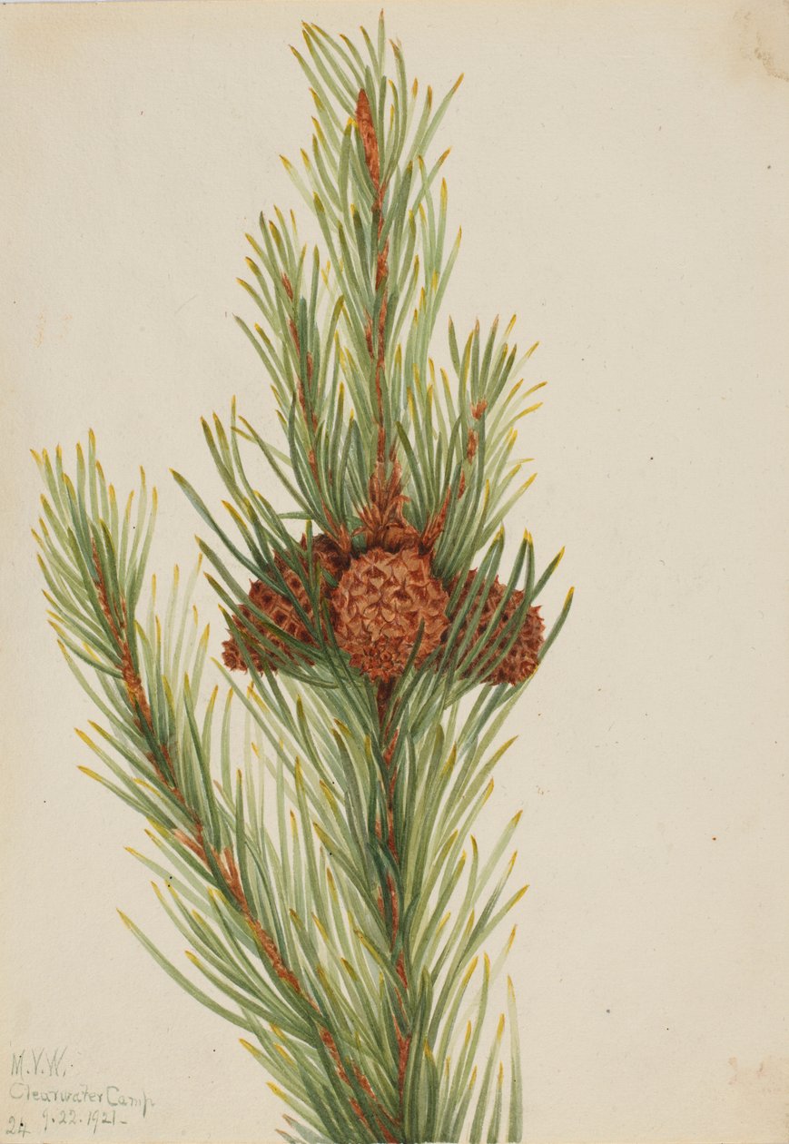 Pin tordu (Pinus Contorta murrayana) - Mary Vaux Walcott