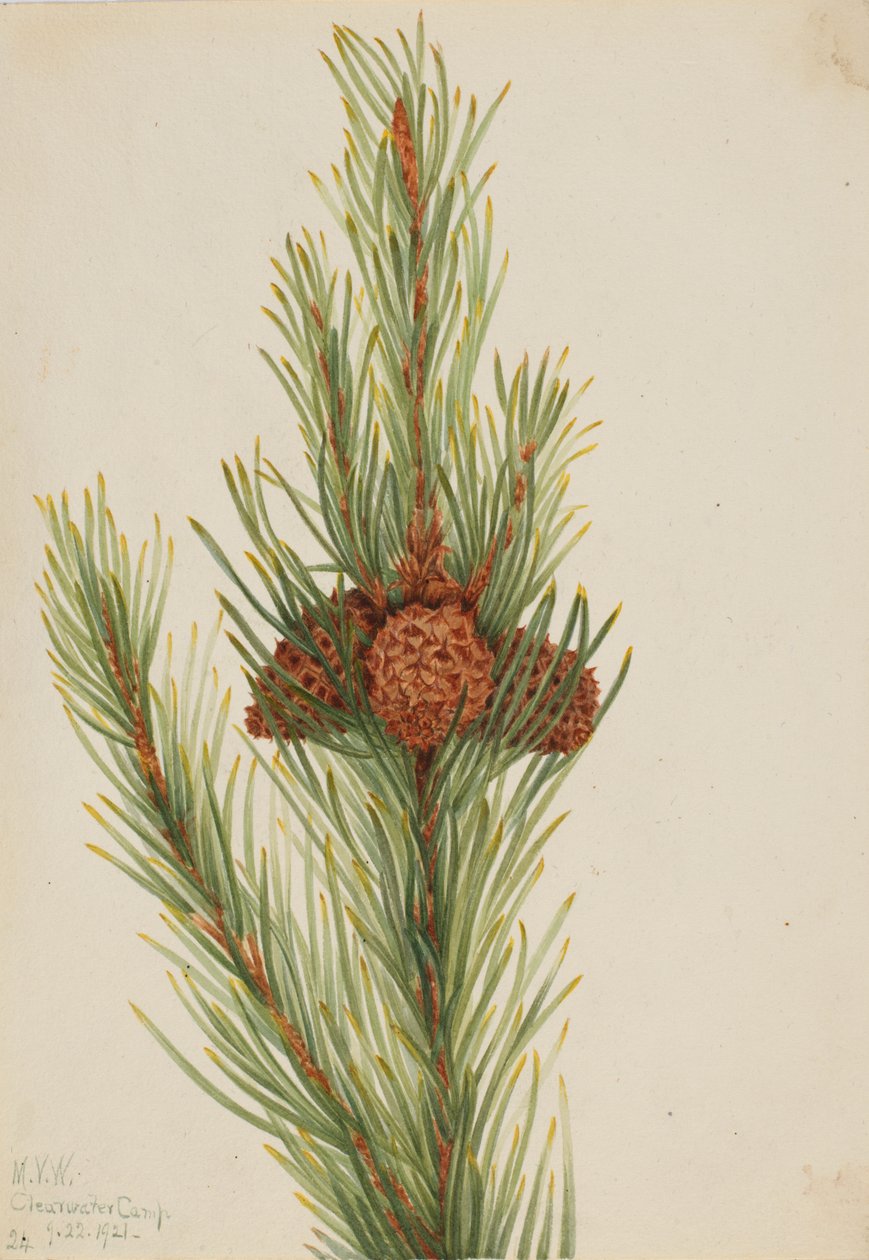 Pin Lodgepole Pinus Contorta murrayana - Mary Vaux Walcott