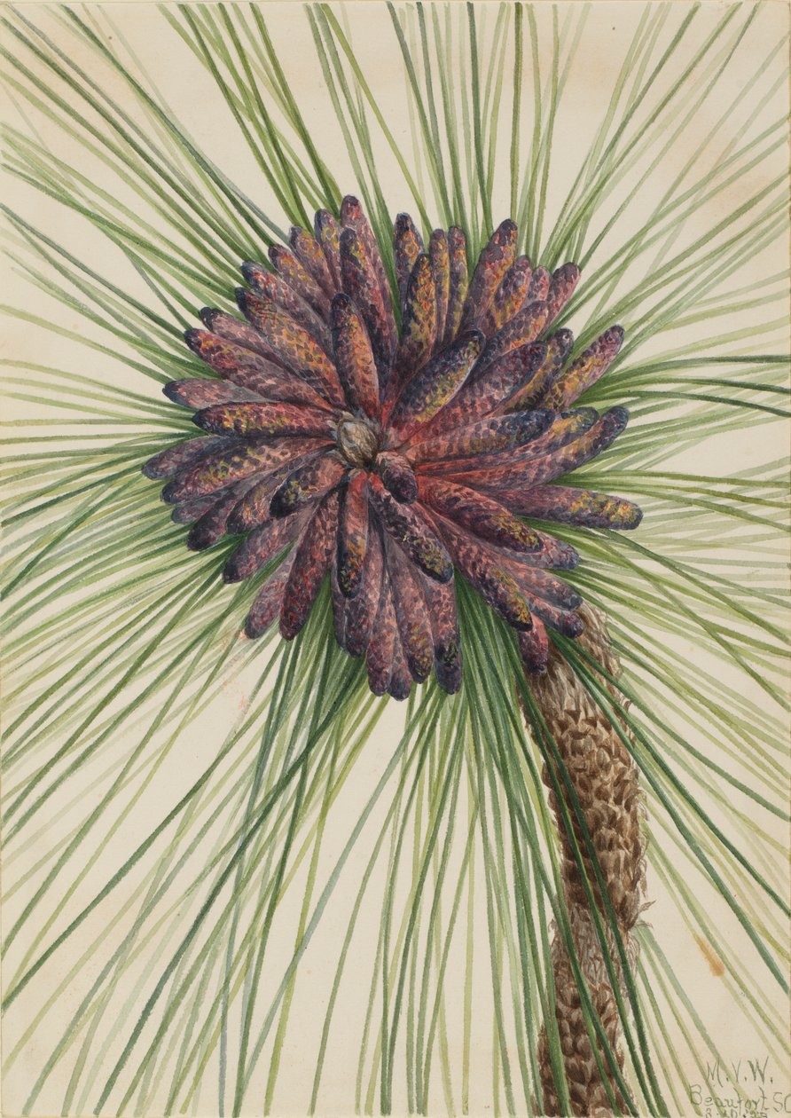 Pin à longues feuilles (Pinus palustris) - Mary Vaux Walcott