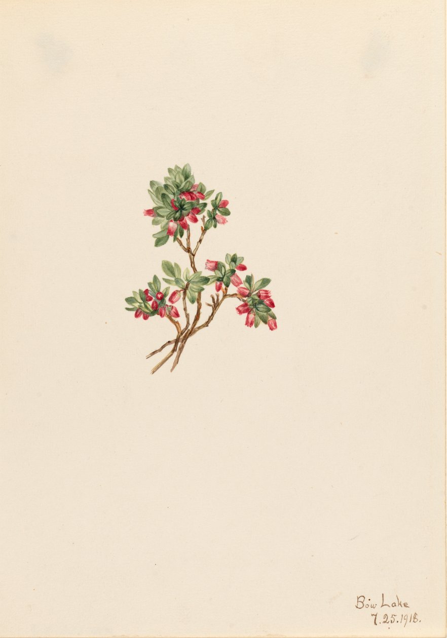 Airelle Vaccinium caespitosum, 1918 - Mary Vaux Walcott