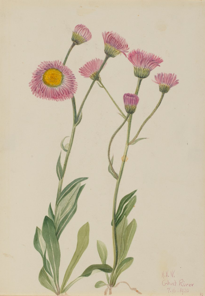 Vergerette des prés (Erigeron speciosus) - Mary Vaux Walcott