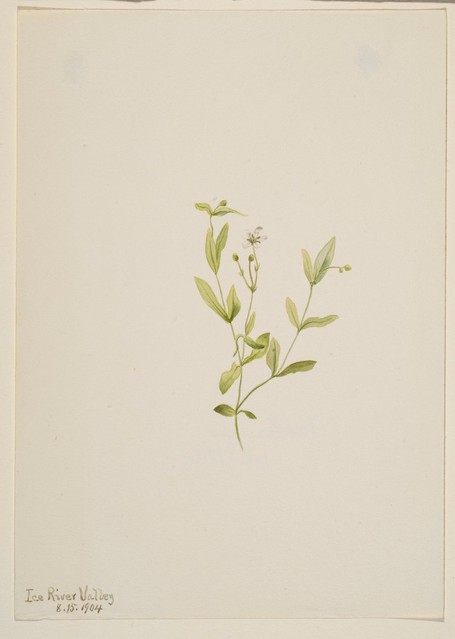 Moehringia laberiflora - Mary Vaux Walcott