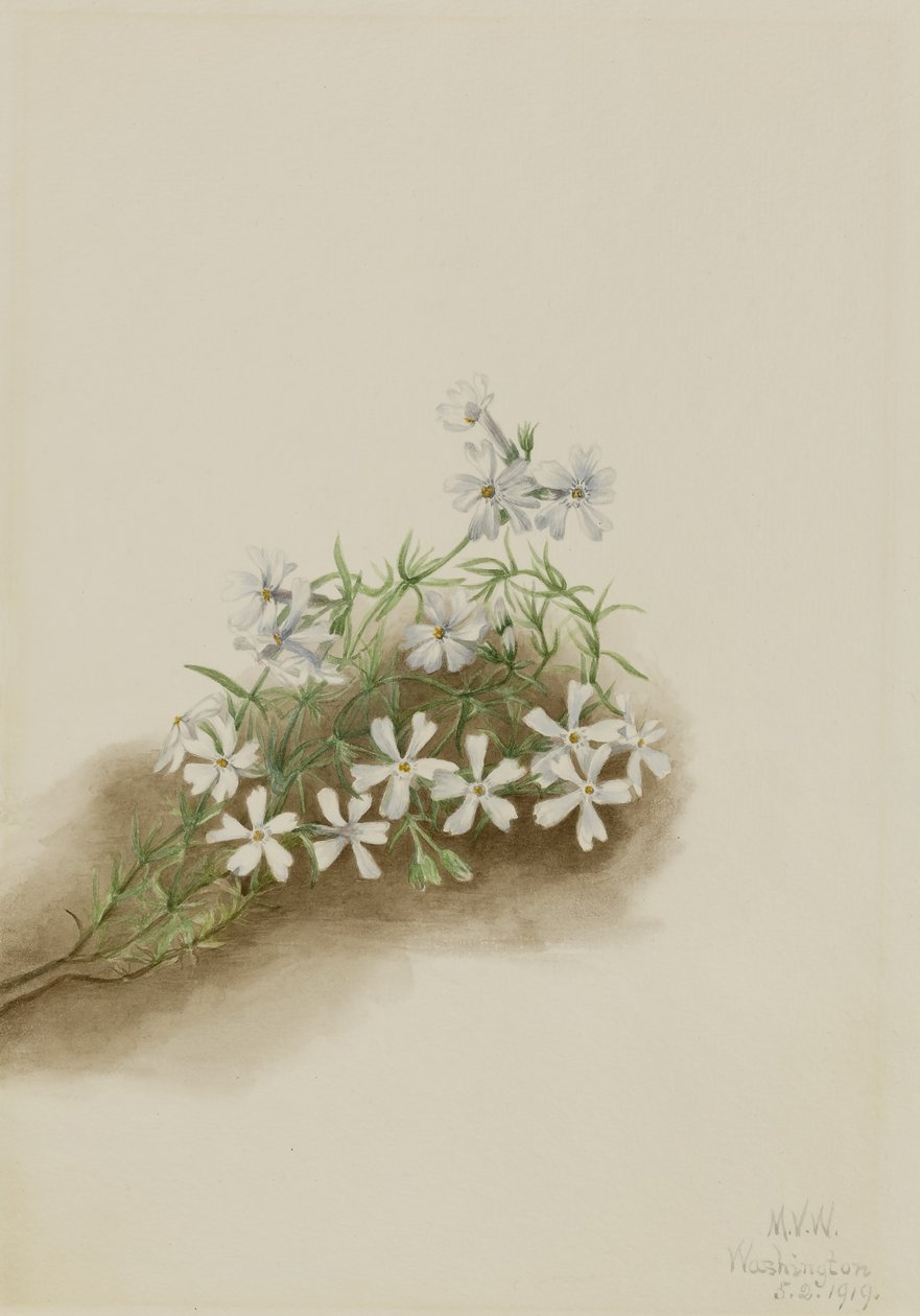 Rose mousse (Phlox subulé) - Mary Vaux Walcott