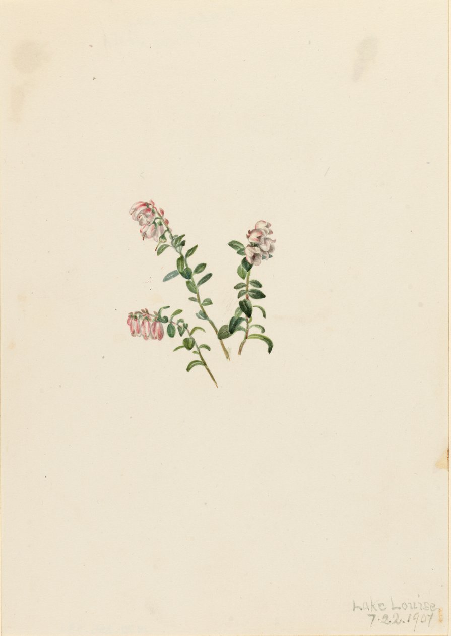 Canneberge des montagnes - Mary Vaux Walcott