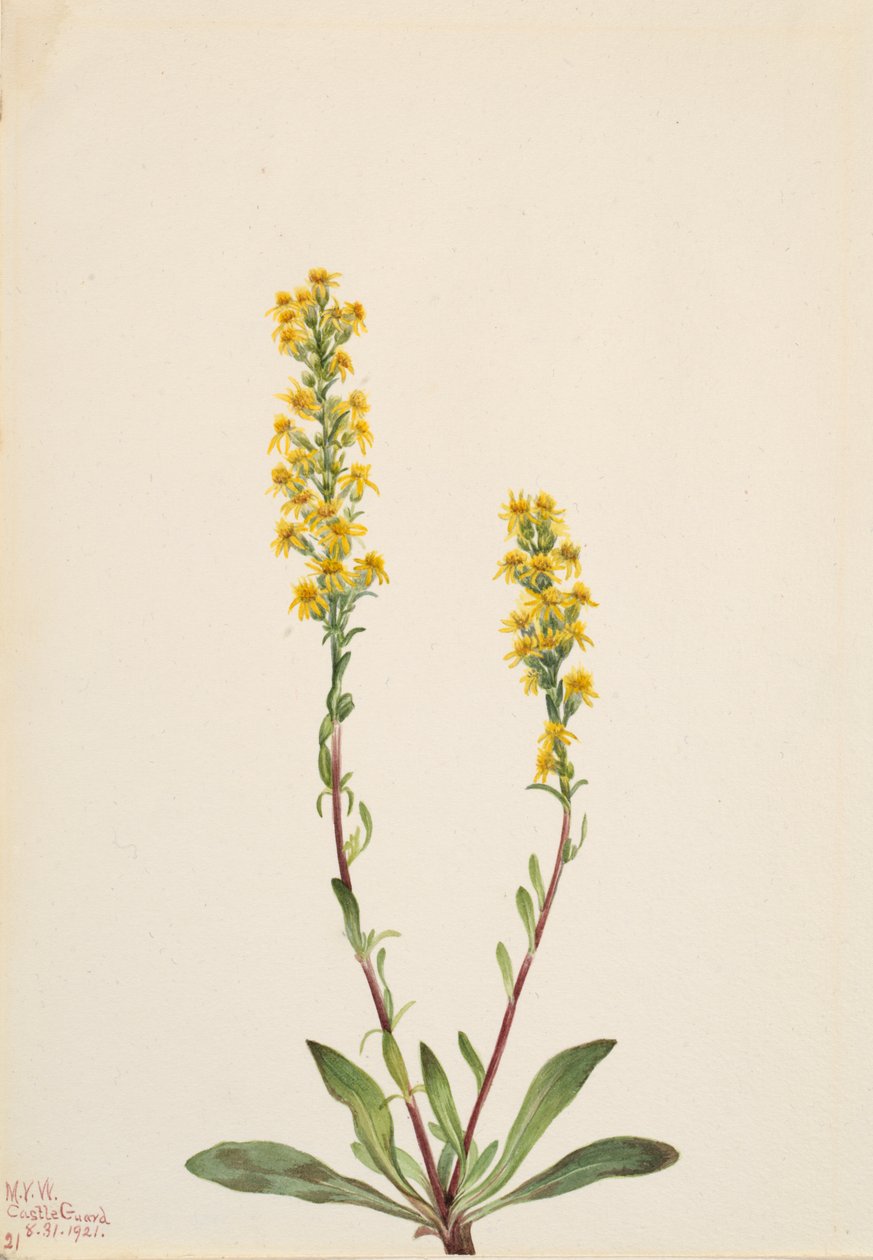 Verge d
