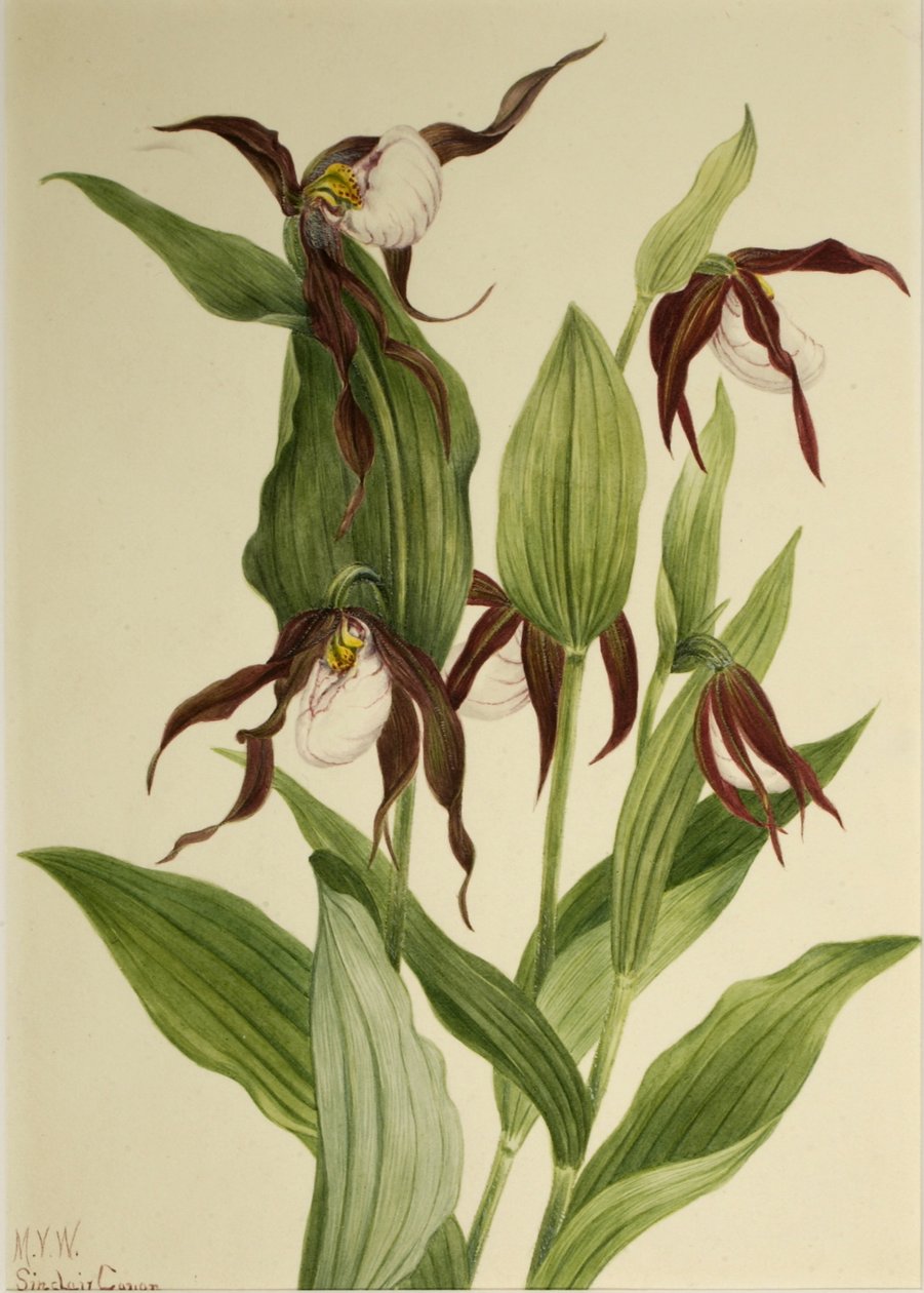 Cypripède des montagnes (Cypripedium montanum) - Mary Vaux Walcott