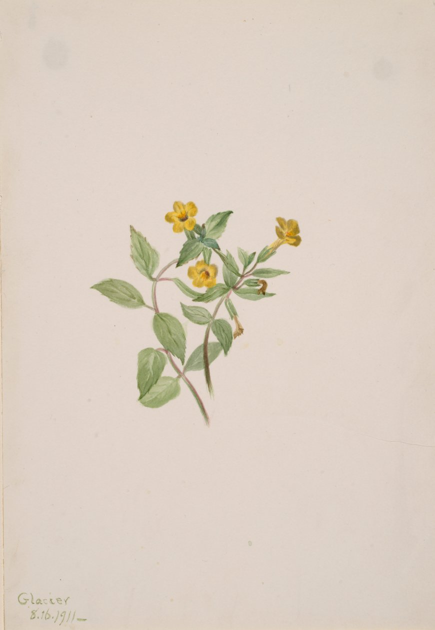Fleur de musc Mimulus moschatus, 1911 - Mary Vaux Walcott
