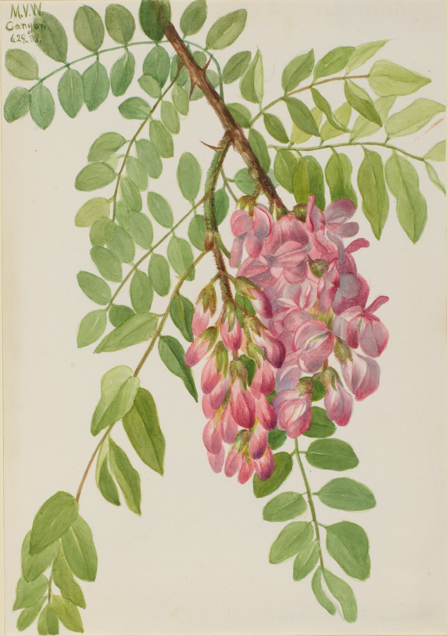 Robinier du Mexique (Robinia neomexicana) - Mary Vaux Walcott