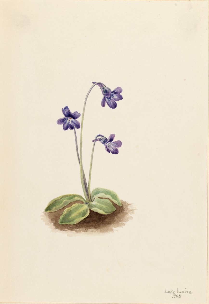 Grassette commune Pinguicula vulgaris, 1903 - Mary Vaux Walcott