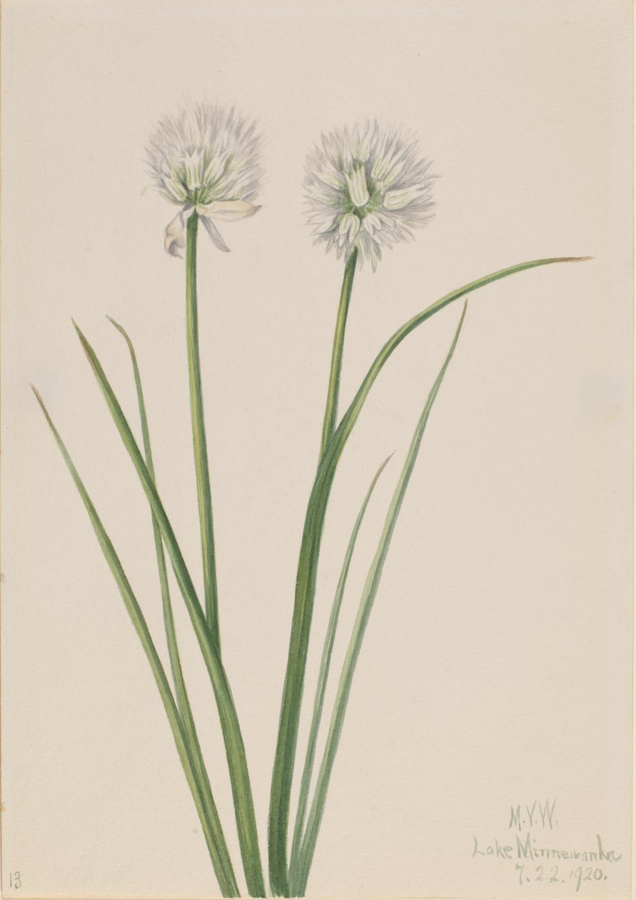 Oignon du Nord Allium sibiricum, 1920 - Mary Vaux Walcott