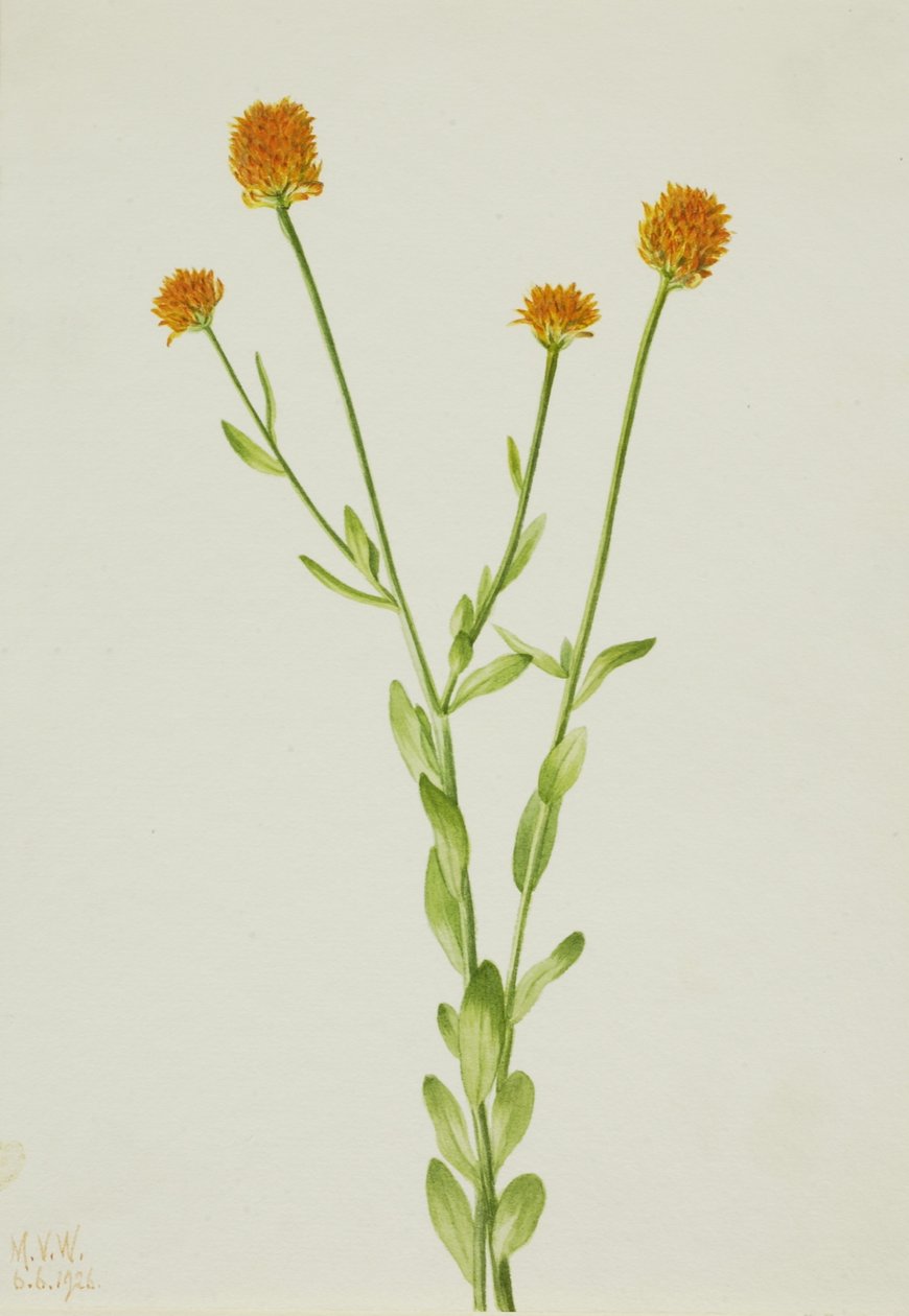 Polygala orange (Polygala lutea) - Mary Vaux Walcott