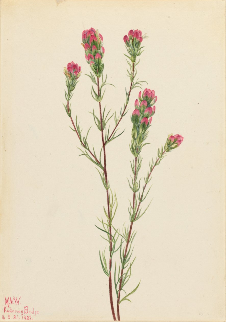 Orthocarpe (Orthocarpus tenuifolius) - Mary Vaux Walcott