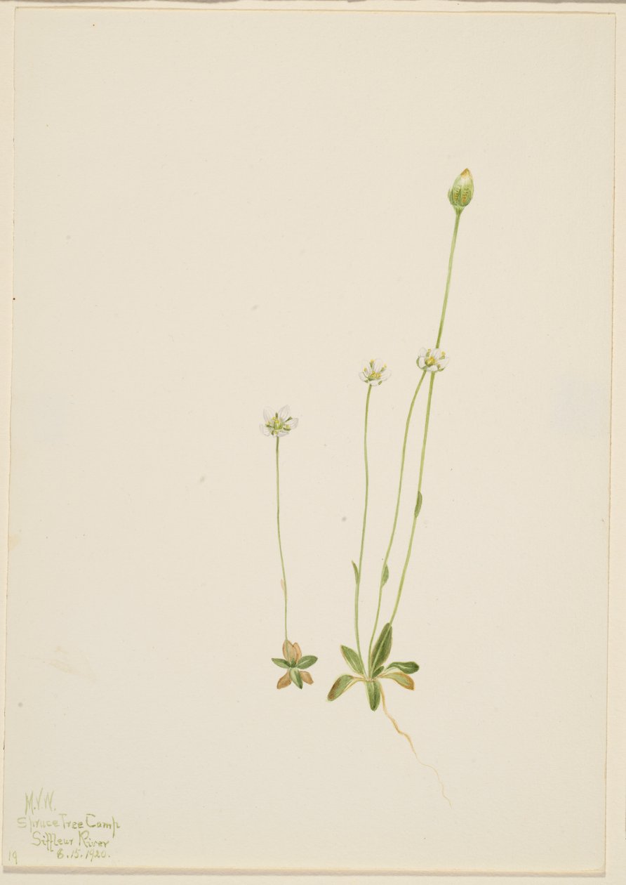 Oxytropis aepicola - Mary Vaux Walcott