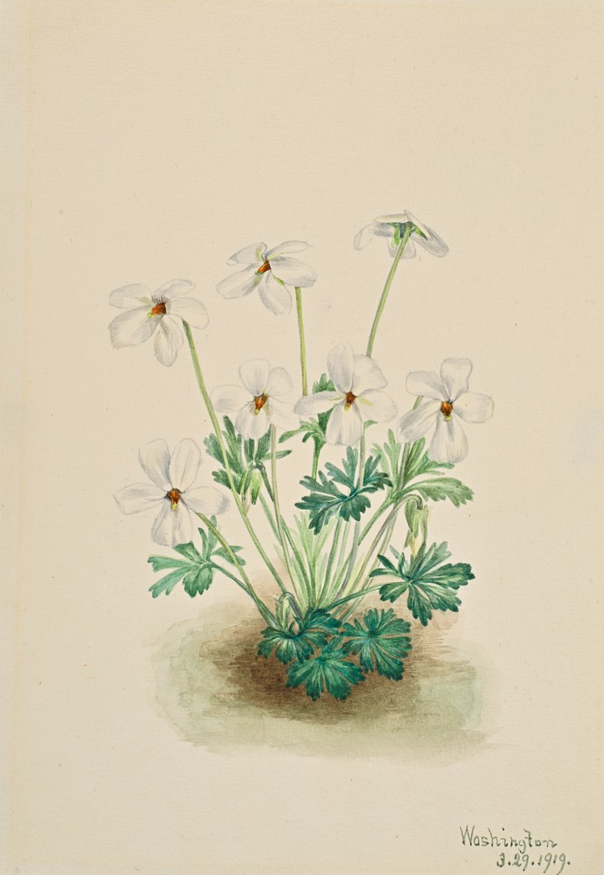 Pensée violette Viola pedata - Mary Vaux Walcott
