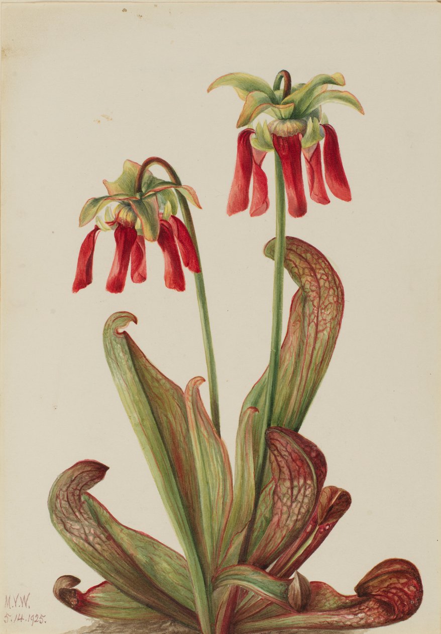 Sarracénie pourpre (Sarracenia psittacina) - Mary Vaux Walcott