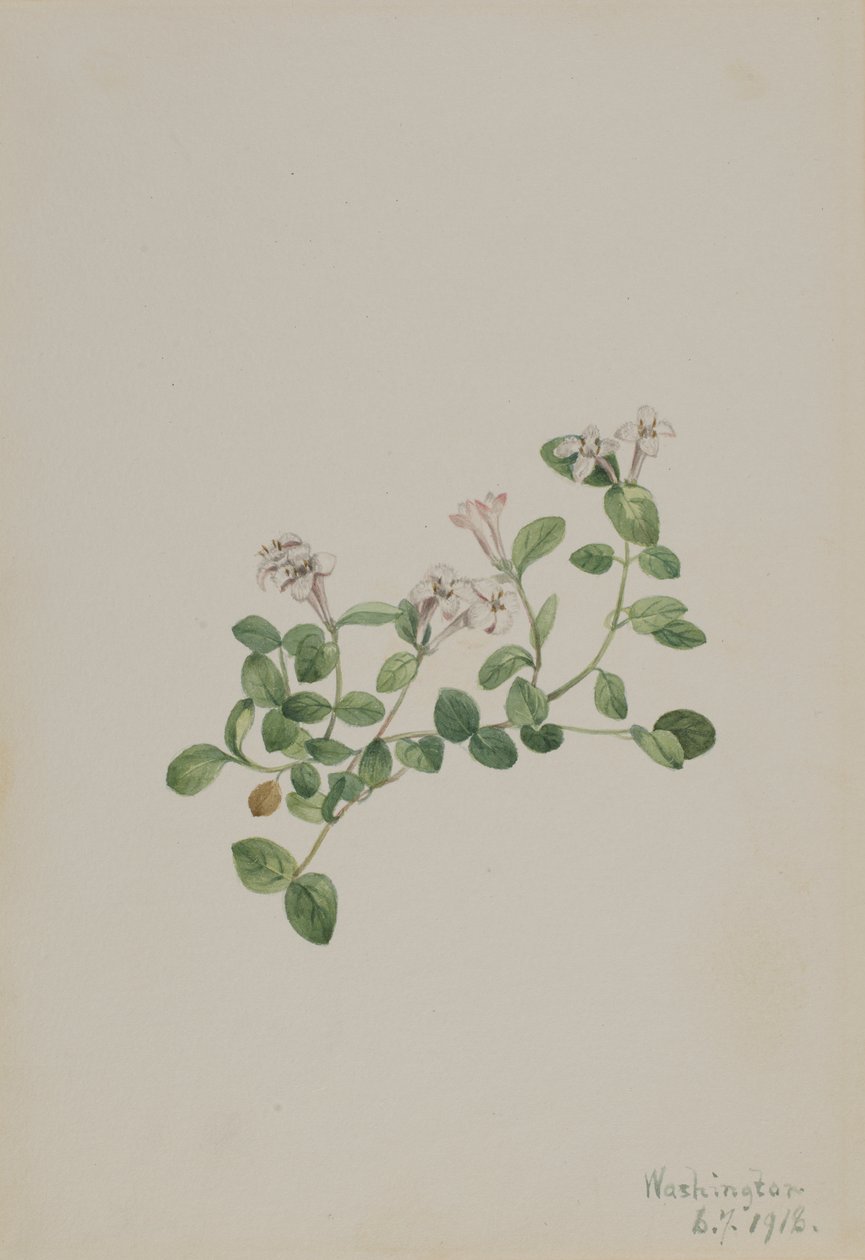 Mitchella repens, 1918 - Mary Vaux Walcott