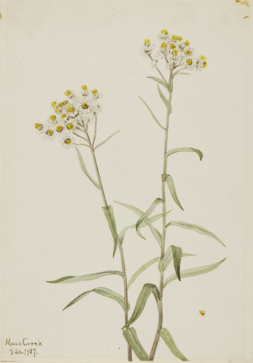 Anaphalis margaritacea (Anaphalis margaritacea) - Mary Vaux Walcott