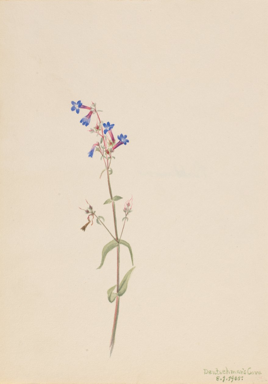Pentstemon Pentstemon procerus, 1905 - Mary Vaux Walcott