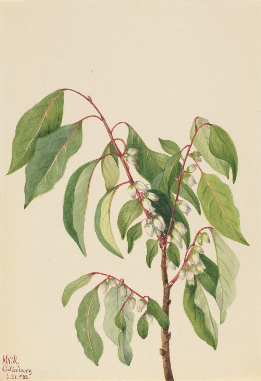 Kaki (Diospyros virginiana) - Mary Vaux Walcott