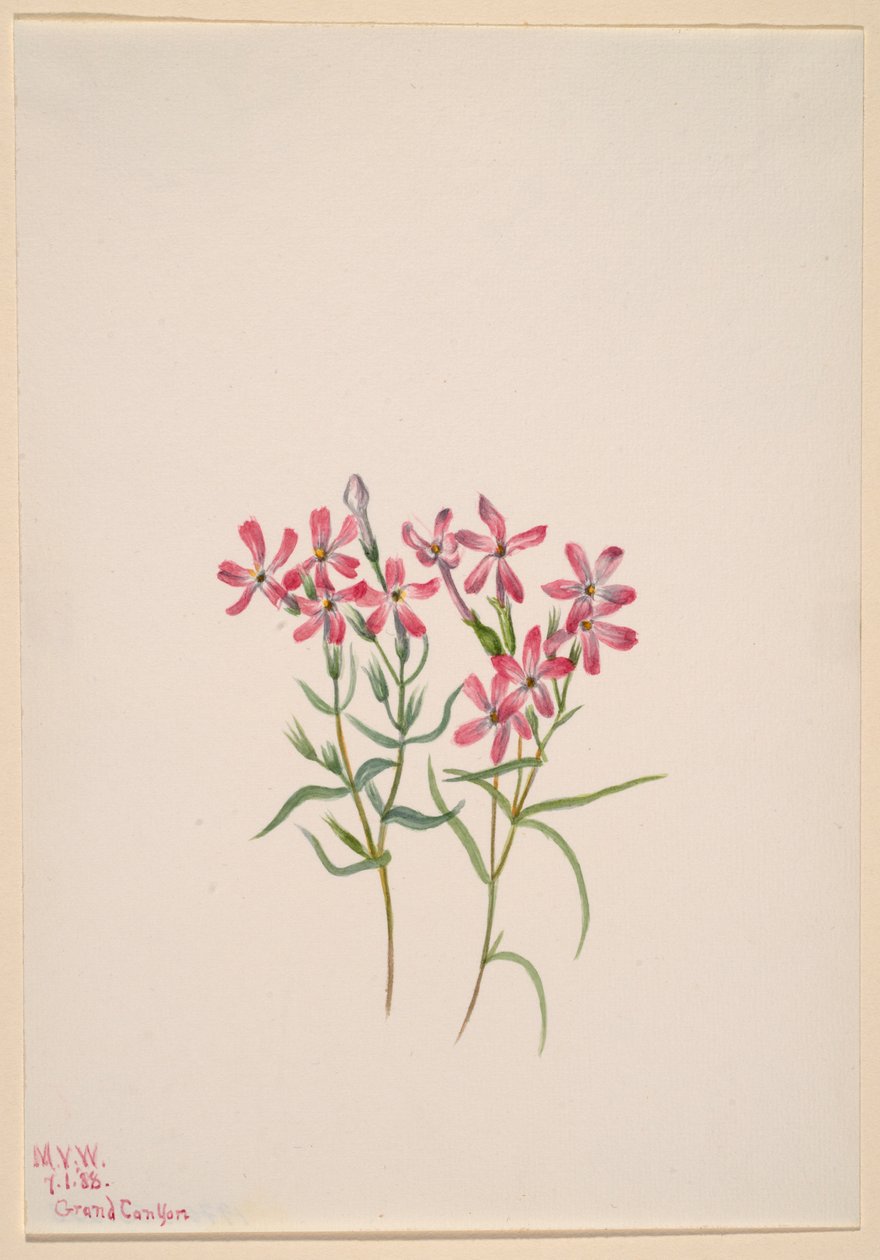 Phlox stansburyi - Mary Vaux Walcott