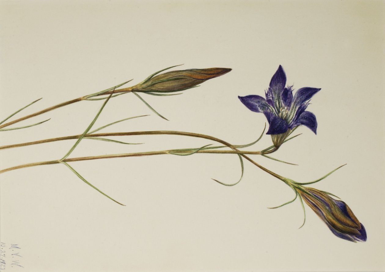 Gentiane des pinèdes, 1923 - Mary Vaux Walcott
