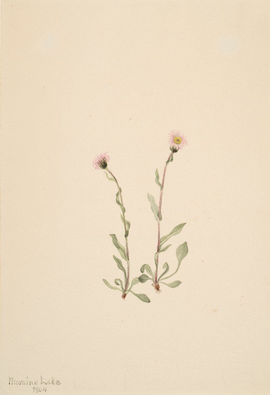 Vergerette rose Erigeron jucundus, 1904 - Mary Vaux Walcott