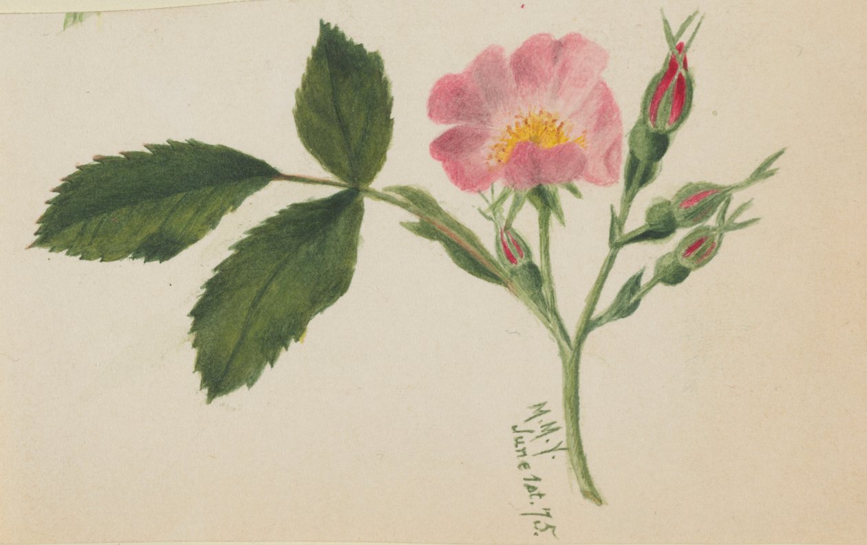 Rose rose - Mary Vaux Walcott