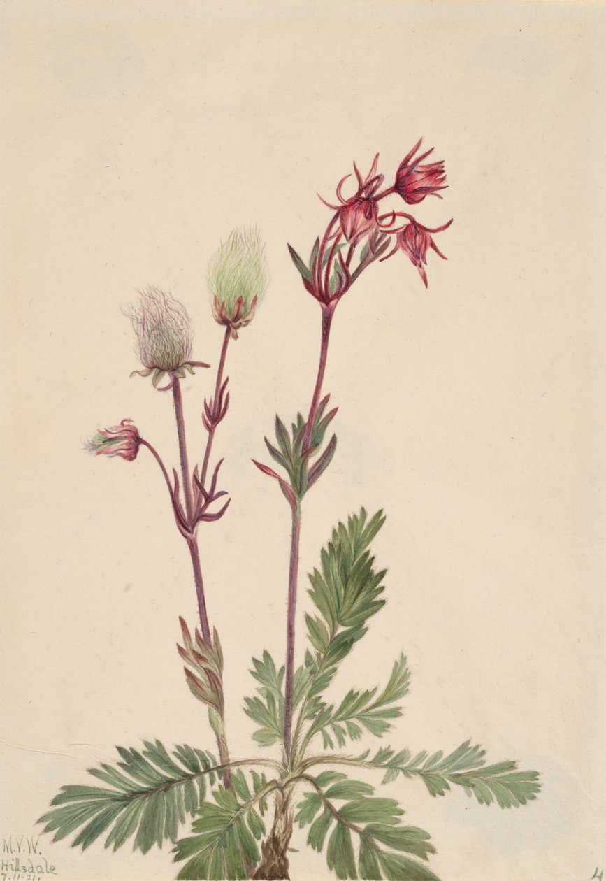 Prairie-Fumée Sieversia ciliata - Mary Vaux Walcott