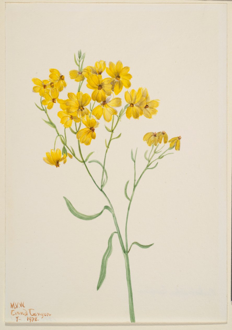 Psilostrophe sparsiflora - Mary Vaux Walcott