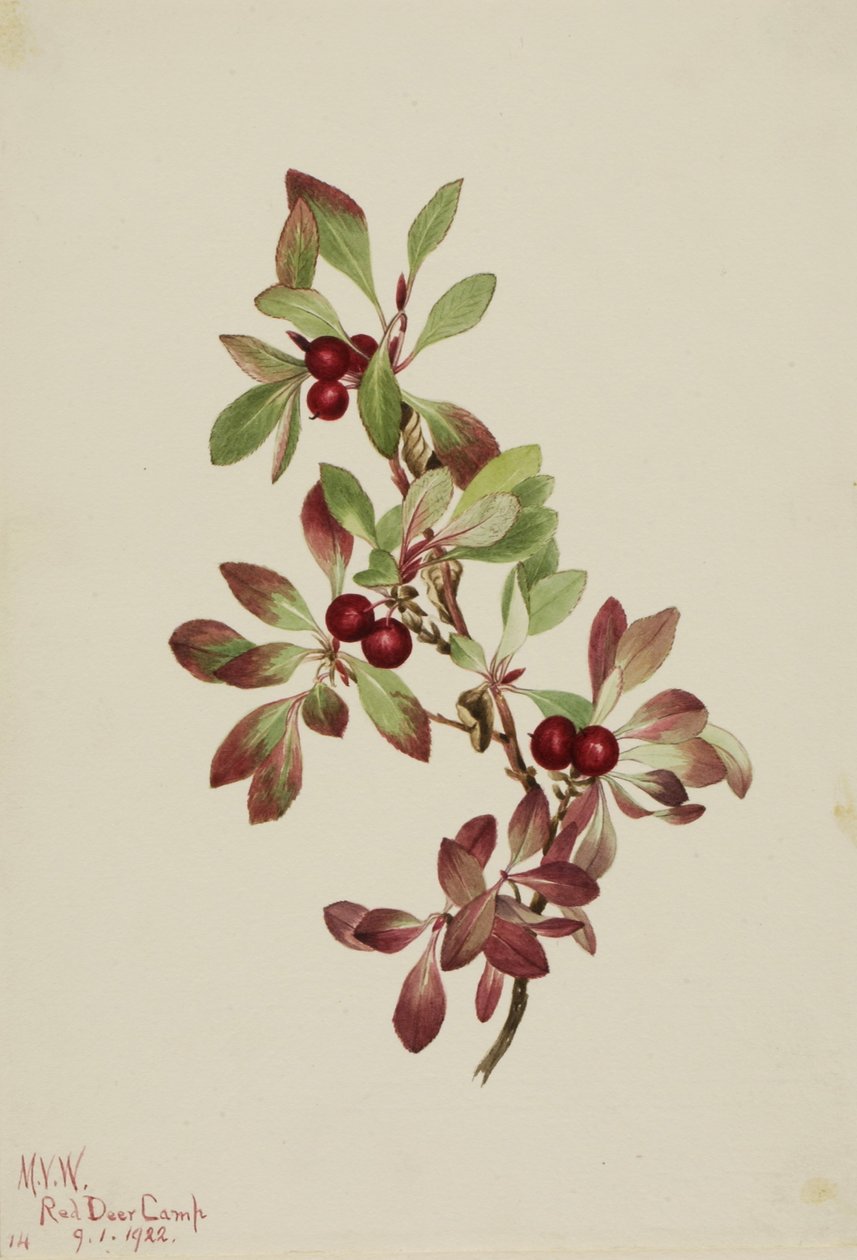 Arctus alpina (Arctous alpina) - Mary Vaux Walcott