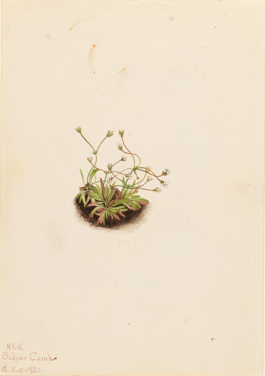 Androsace pygmée (Androsace subumbellata) - Mary Vaux Walcott