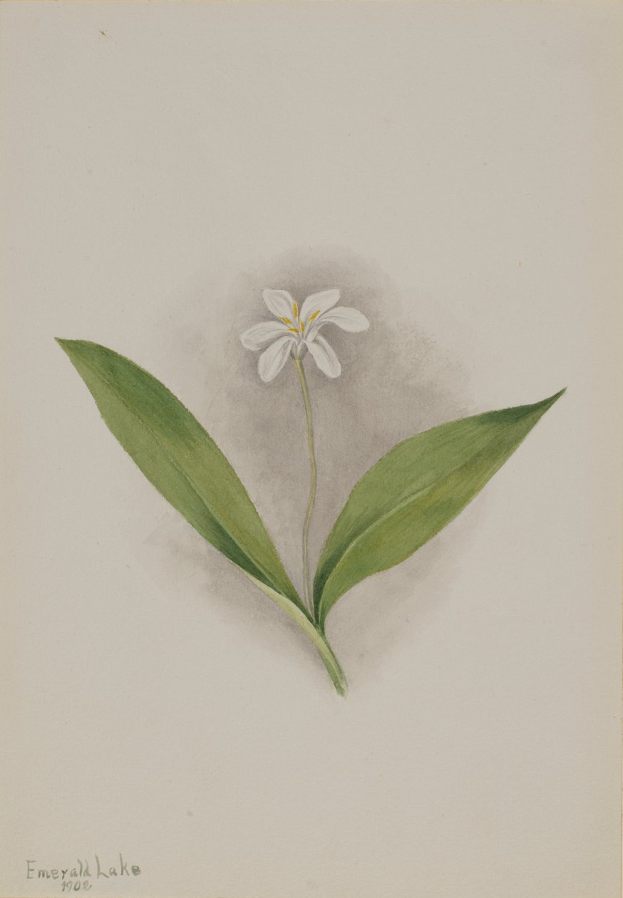 Clintonia uniflora, 1902 - Mary Vaux Walcott