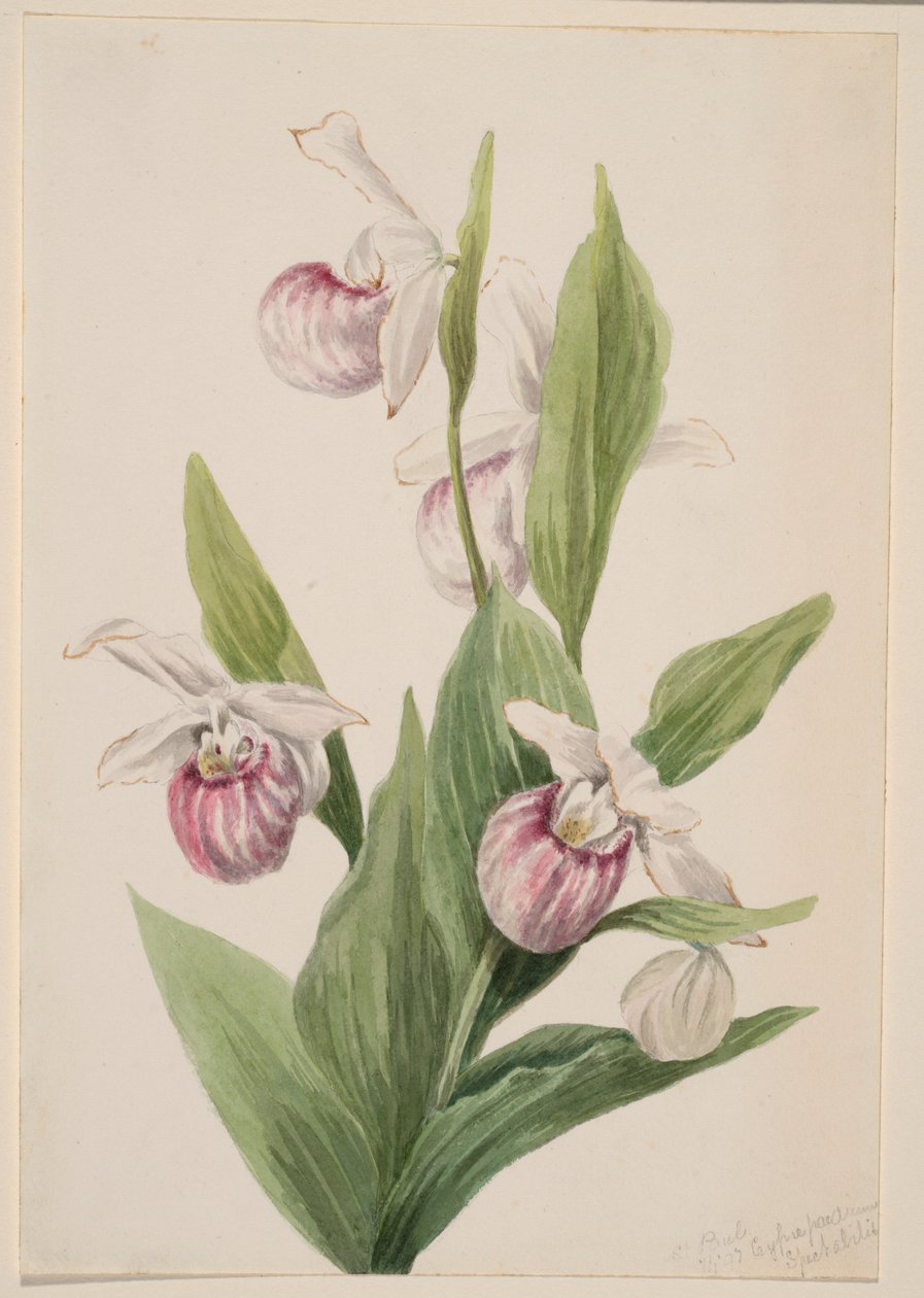 Cypripède de la Reine (Cypripedium reginae) - Mary Vaux Walcott