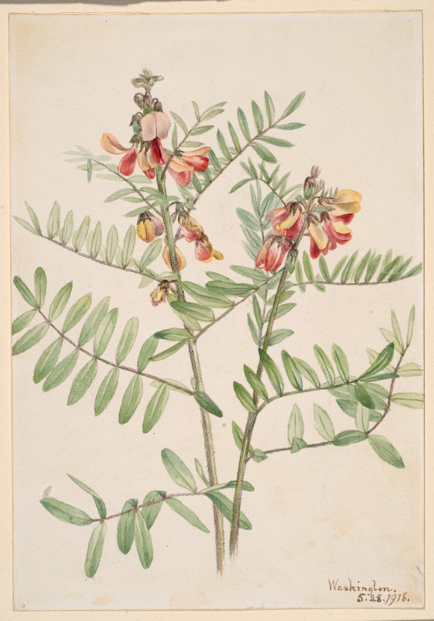 Haricot vert (Cracca virginiana) - Mary Vaux Walcott