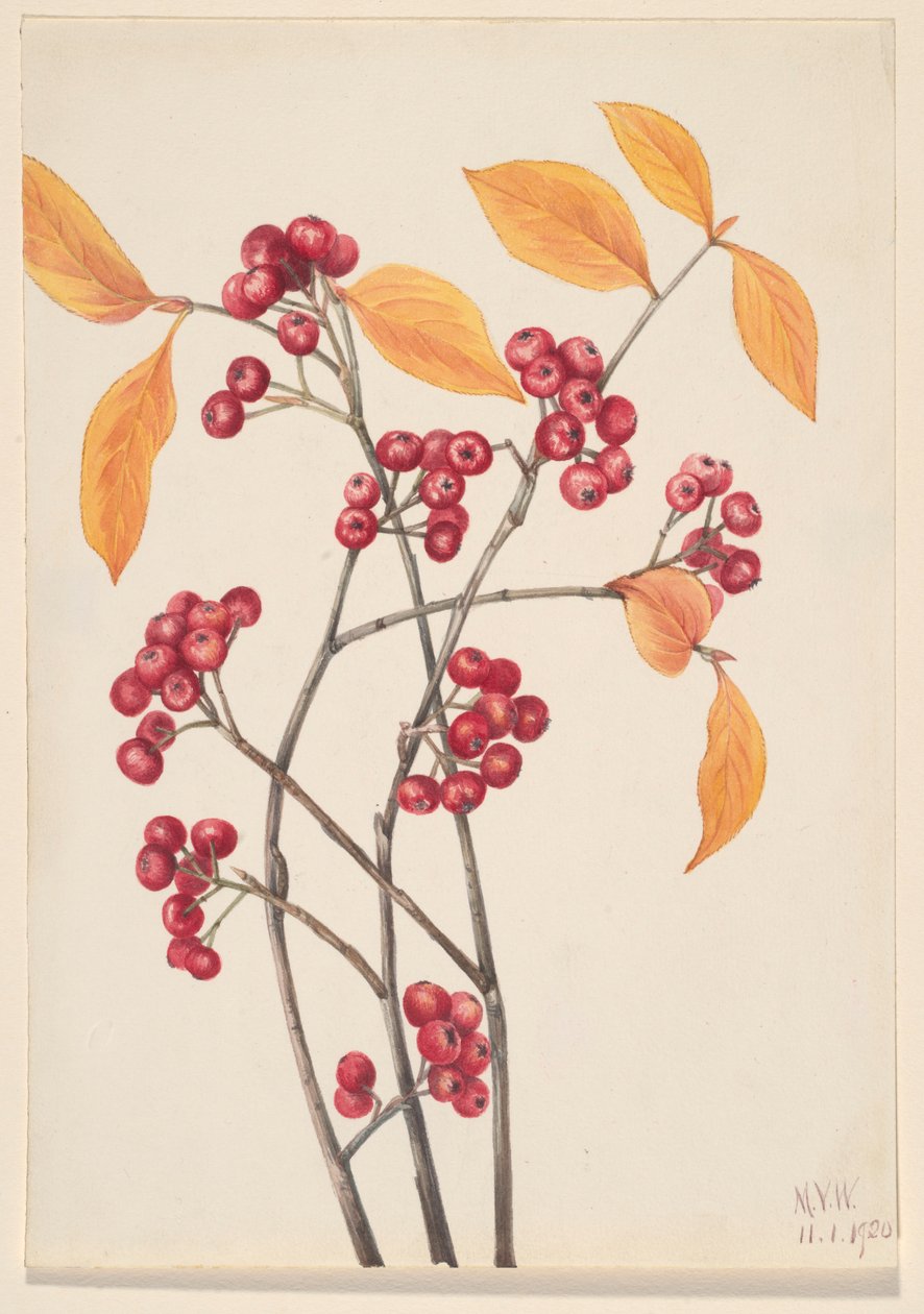 Aronie rouge (Aronia arbutifolia) - Mary Vaux Walcott