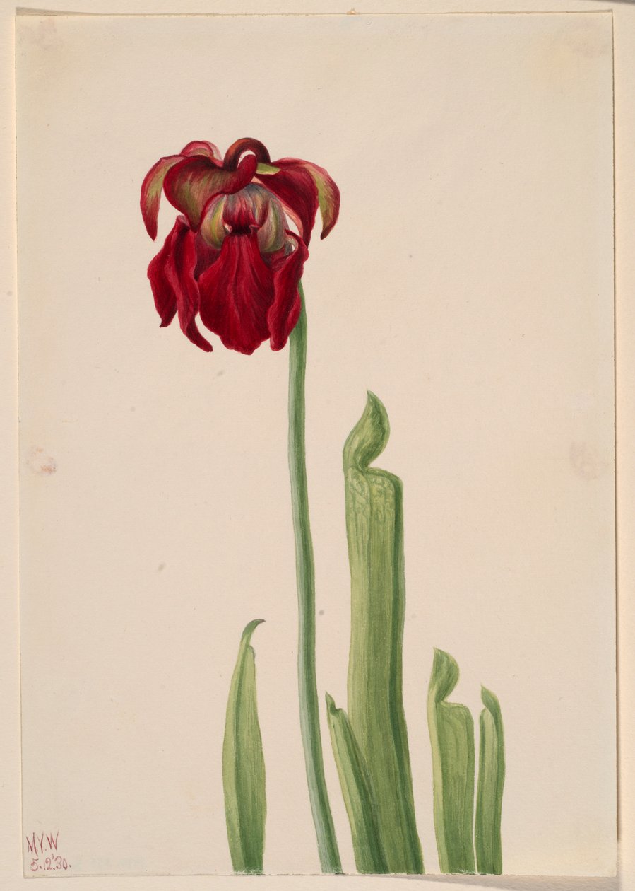 Sarracénie rouge (Sarracenia jonesii) - Mary Vaux Walcott