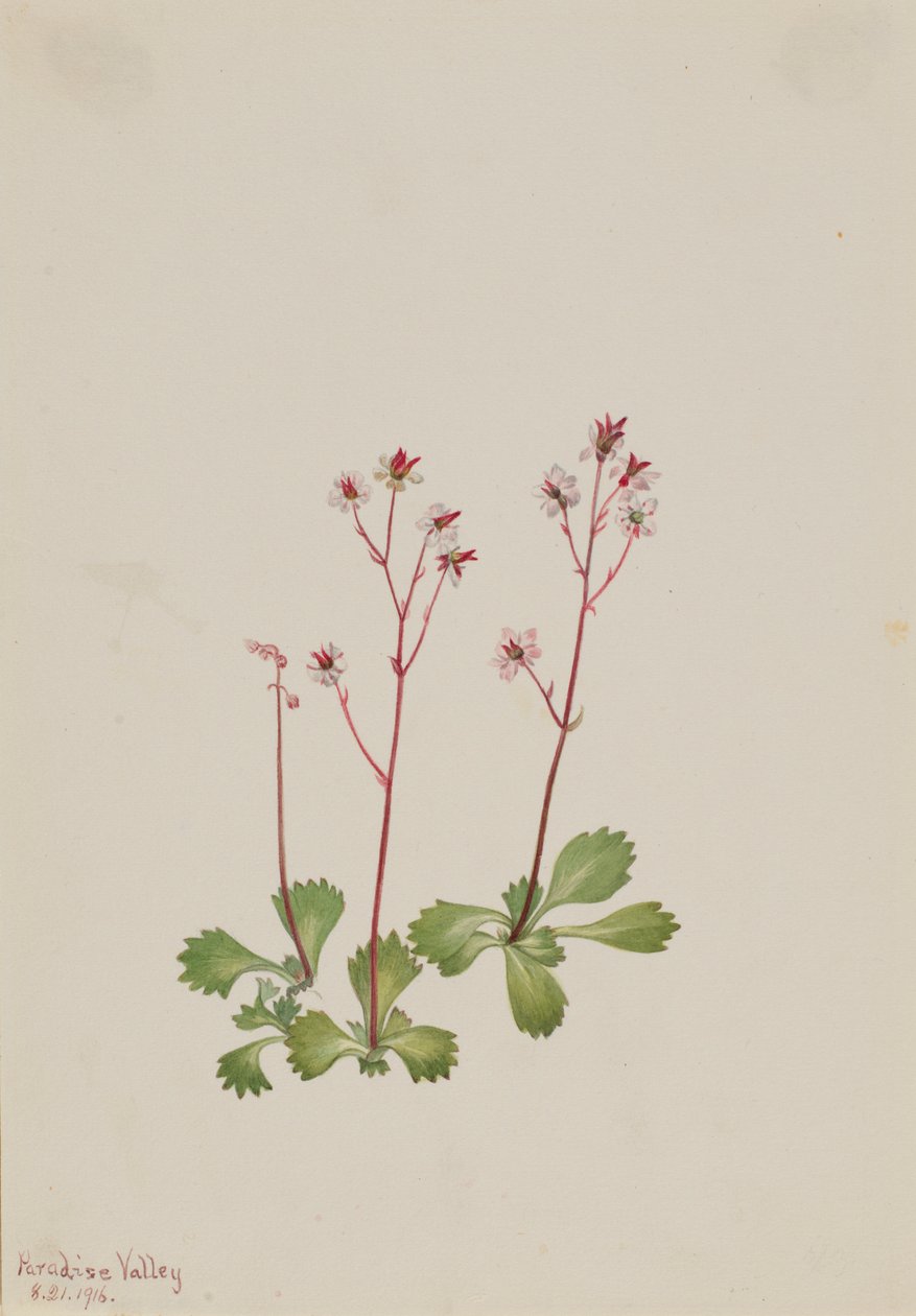 Saxifrage à tige rouge (Saxifraga lyallii) - Mary Vaux Walcott