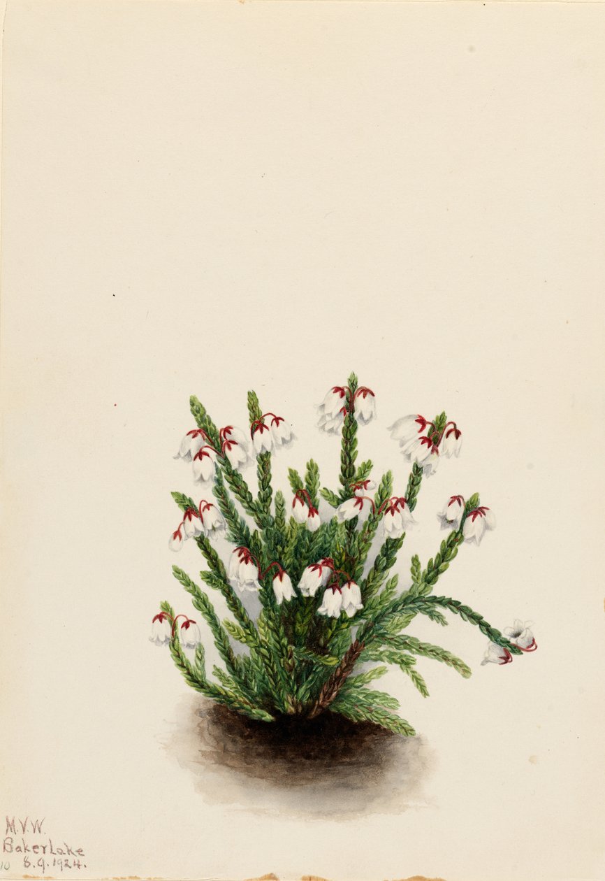 Cassiope des montagnes Rocheuses (Cassiope mertensiana) - Mary Vaux Walcott