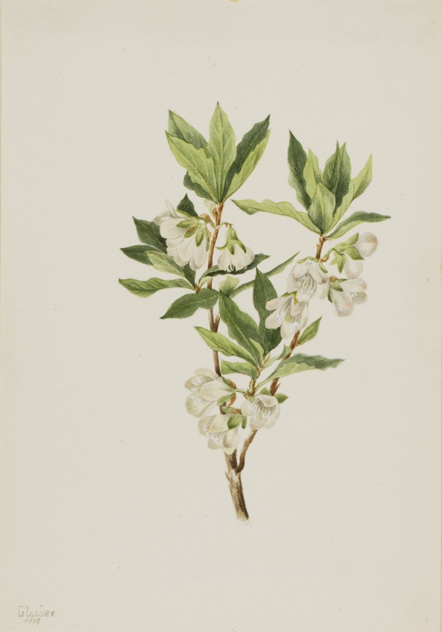 Rhododendron des montagnes Rocheuses (Rhododendron albiflorum) - Mary Vaux Walcott