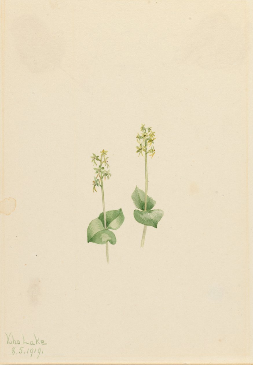 Twayblade des montagnes Rocheuses Ophrys necrophylla, 1919 - Mary Vaux Walcott